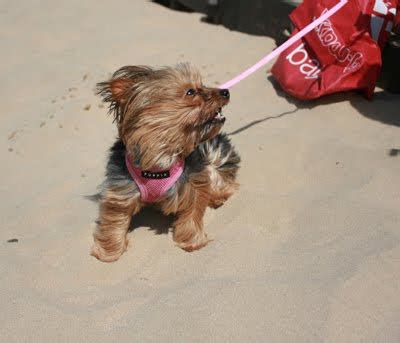 How Yorkshire Terriers Handle Summer Sun