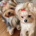 How Yorkshire Terriers’ Small Size Helps Them