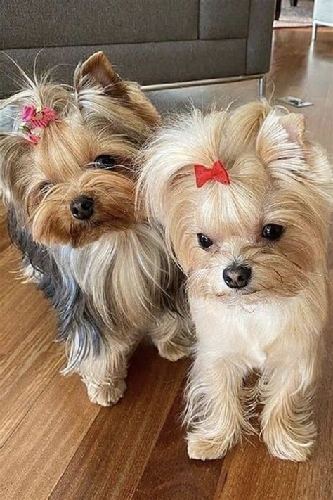 How Yorkshire Terriers’ Small Size Helps Them