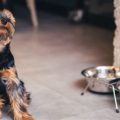 How Yorkshire Terriers Stay Active Indoors