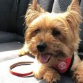 How Yorkshire Terriers Stay Alert and Protective