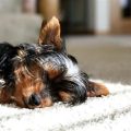 How long do Yorkies sleep at night?