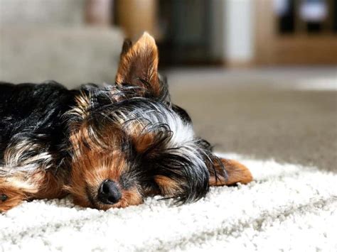 How long do Yorkies sleep at night?