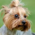 How smart are Yorkies compared to humans?