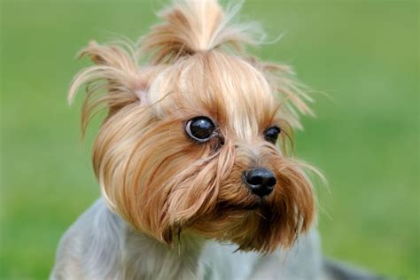 How smart are Yorkies compared to humans?