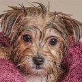 How to Bathe a Yorkie Without Causing Stress