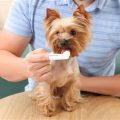 How to Brush Your Yorkie Without Hurting Them?