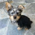 How To Care For A Senior Yorkie’s Coat