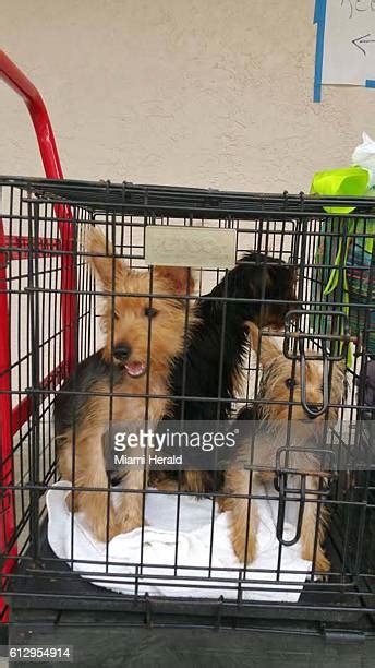 How to Get Yorkies to Love Their Crate