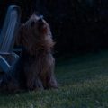 How to Handle Yorkie’s Barking at Night