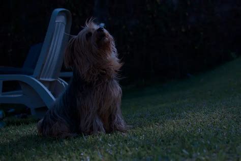 How to Handle Yorkie’s Barking at Night