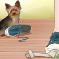 How to Handle a Yorkie’s Bad Behavior