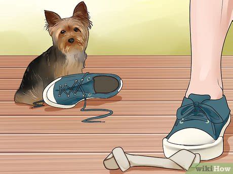 How to Handle a Yorkie’s Bad Behavior