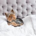 How to Housebreak Yorkies in Apartments