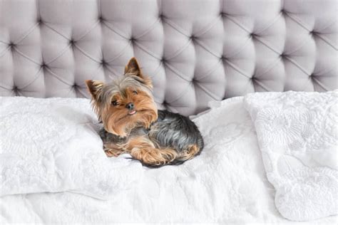 How to Housebreak Yorkies in Apartments