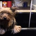 How to Keep Yorkies Calm During Bath Time