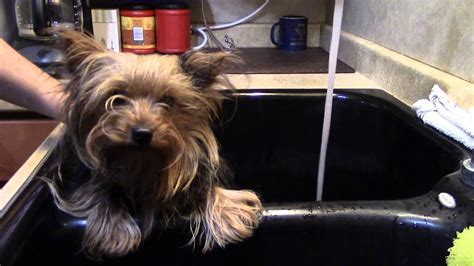 How to Keep Yorkies Calm During Bath Time