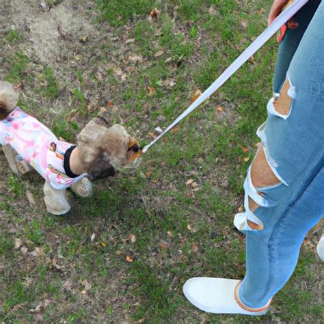 How to Keep Yorkies Engaged in Training