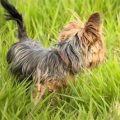 How to Keep Yorkies Entertained Indoors