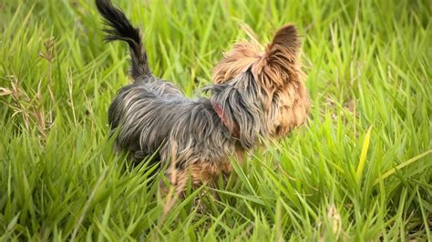 How to Keep Yorkies Entertained Indoors