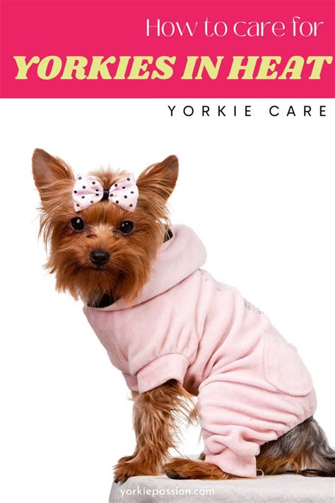 How to Keep Yorkshire Terriers Comfortable in Heat