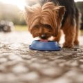 How to Keep Yorkshire Terriers Hydrated