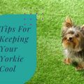 How to Keep Your Yorkie Cool During Hot Months