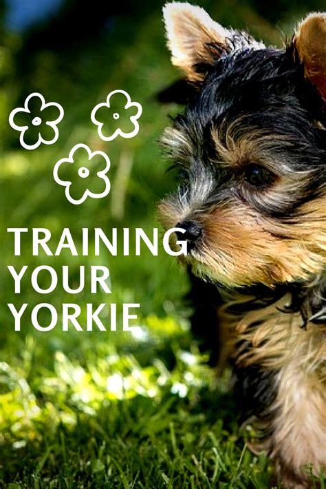 How to Make Yorkie Training Fun!