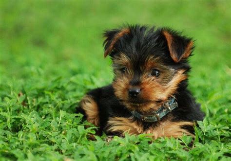 How to Potty Train a Yorkie in 7 Days