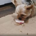 How to Prep Yorkie Raw Food