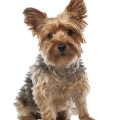 How to Prepare Yorkshire Terriers for Hot Days