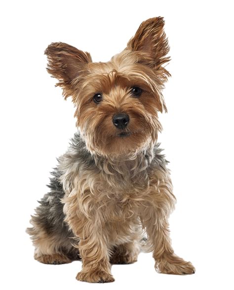 How to Prepare Yorkshire Terriers for Hot Days