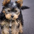 How to Prevent Yorkie Chewing Issues