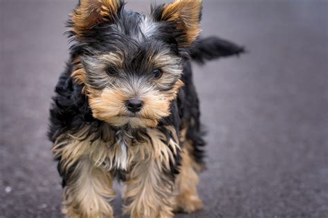 How to Prevent Yorkie Chewing Issues