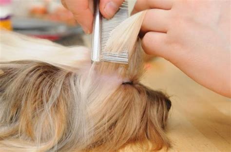 How to Prevent Yorkie Hair from Matting