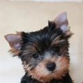 How to Reduce Yorkie Shedding in Just 5 Minutes a Day