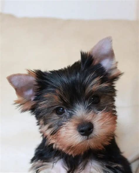 How to Reduce Yorkie Shedding in Just 5 Minutes a Day