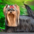 How to Stop Yorkie’s Attention-Seeking Bark