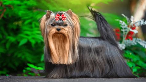 How to Stop Yorkie’s Attention-Seeking Bark