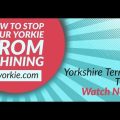 How to Stop Yorkie’s Constant Whining