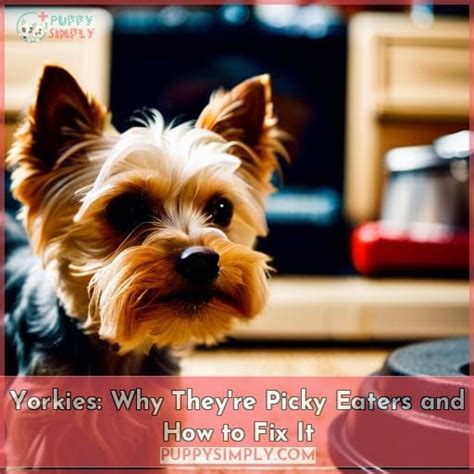 How to Stop Yorkies from Being Picky Eaters