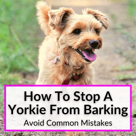 How to Stop a Yorkie from Barking