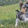 How to Teach Yorkies Not to Be Aggressive