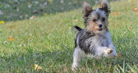 How to Teach Yorkies Not to Be Aggressive