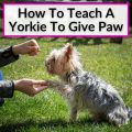 How to Teach Yorkies to Be Polite Eaters