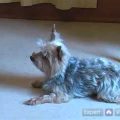 How to Teach Yorkies to Stay in One Place