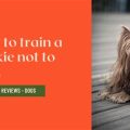 How to Teach Yorkies to Stop Barking at Dogs