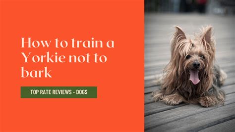 How to Teach Yorkies to Stop Barking at Dogs