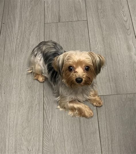 How to Teach Yorkies to Wait for Food