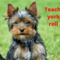 How to Teach Your Yorkie to Roll Over